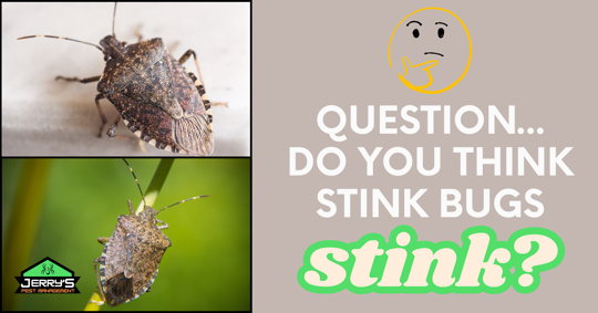 Stink Bugs