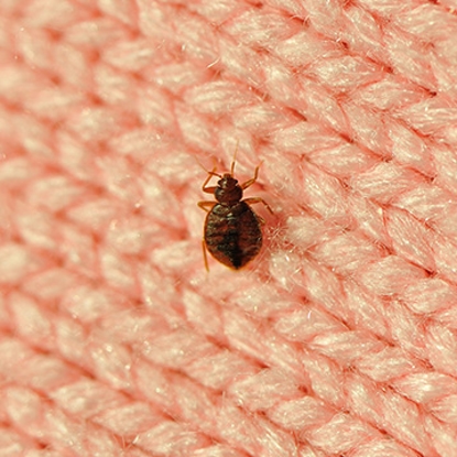 Bed Bugs   Photo