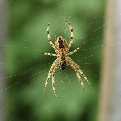 Spiders   Photo
