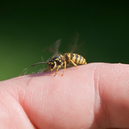 Stinging Insects   Photo