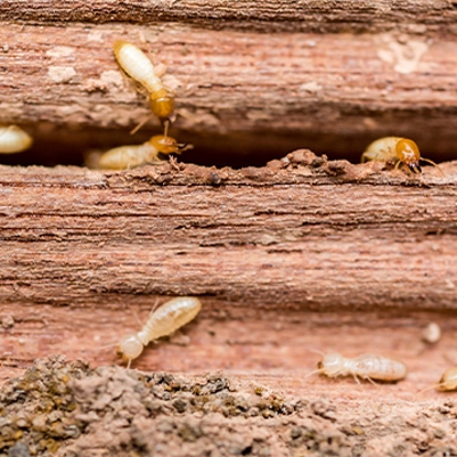 Termites   Photo